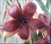 Stapelia hirsuta 1